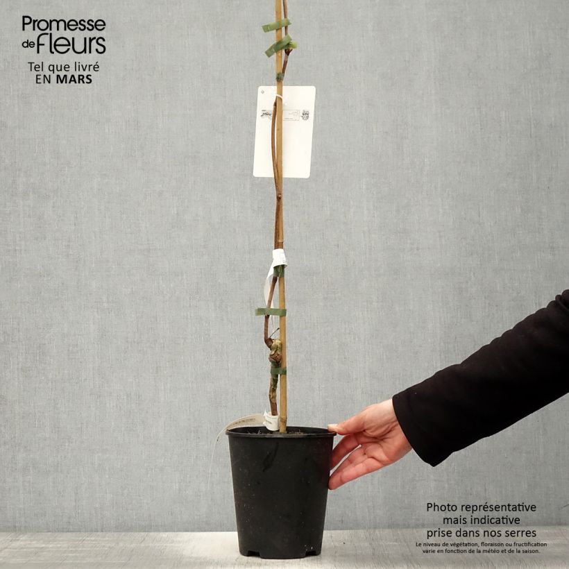 Exemplar von Weinrebe VENUS Topf mit 1,5L/2L wie im Frühjahr geliefert