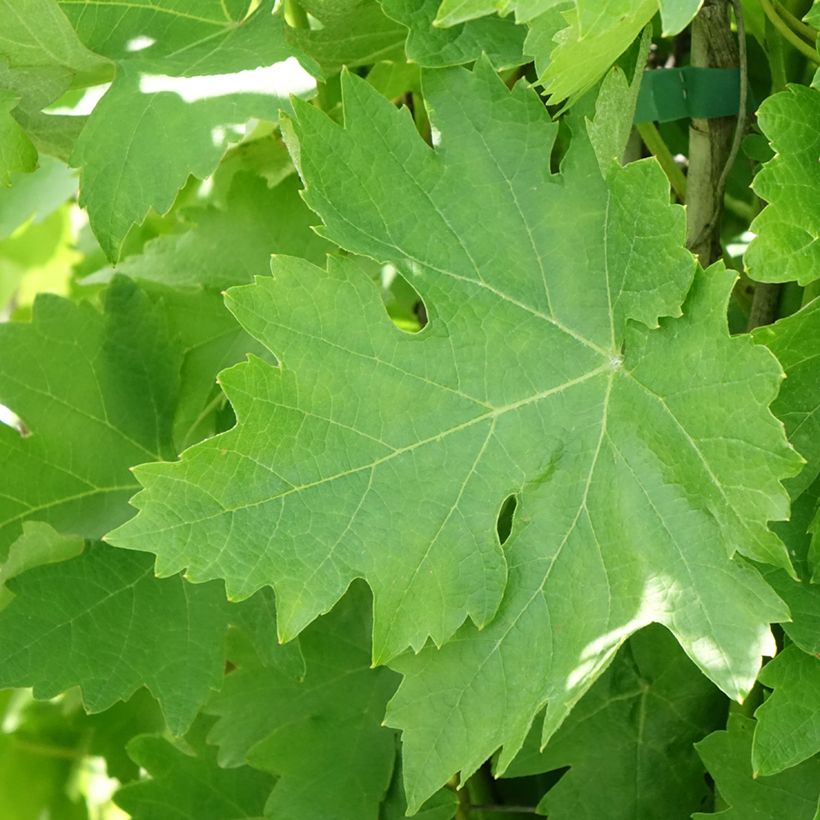 Weinrebe Verdea blanche (Foliage)