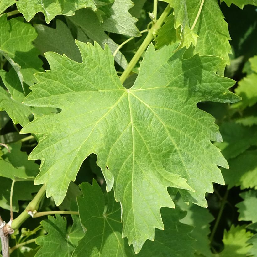 Weinrebe Vermentino bianco (Foliage)