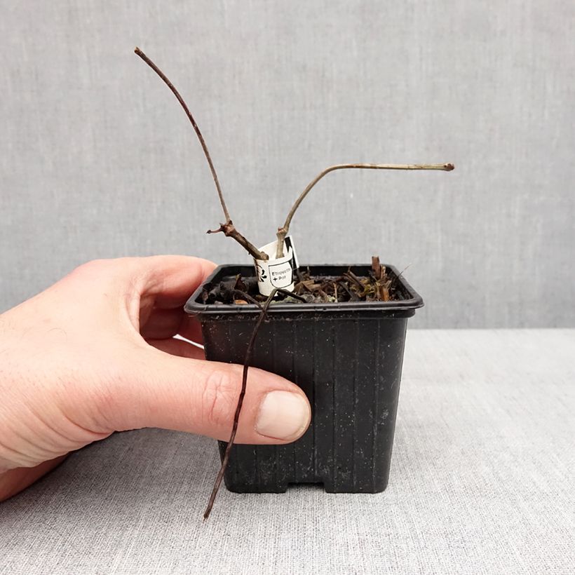 Exemplar von Vigne vierge de Henry - Parthenocissus henryana Godet de 8/9 cm wie im Winter geliefert