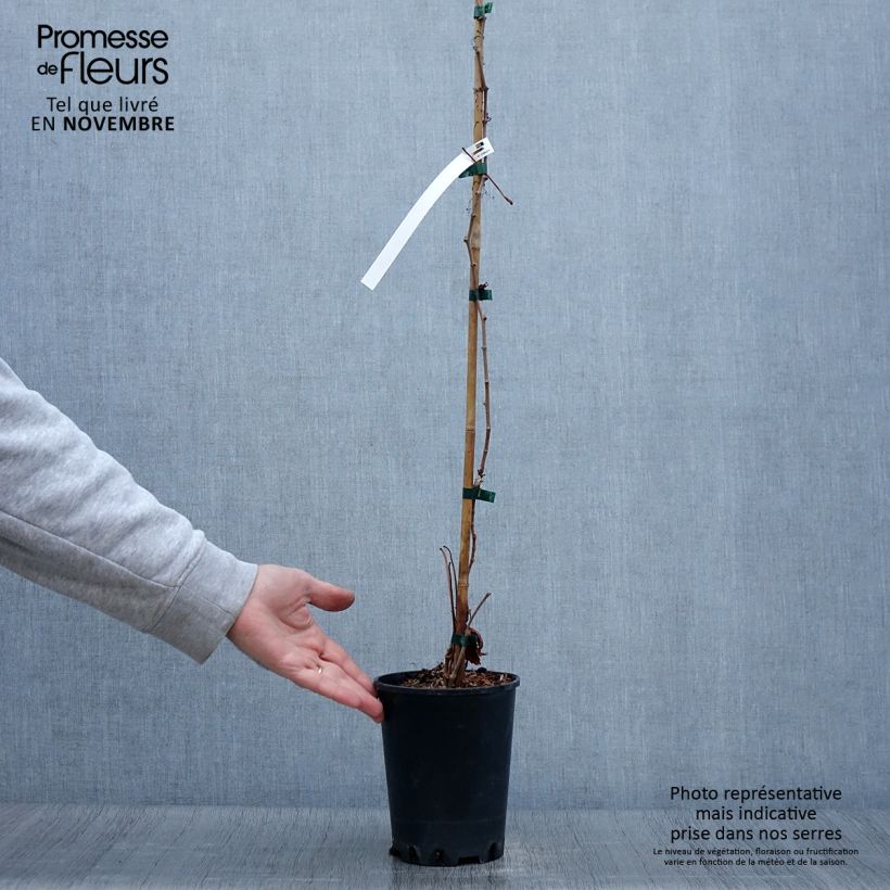 Exemplar von Wilder Wein Murorum - Parthenocissus quinquefolia Topf mit 3L/4L wie im Herbst geliefert