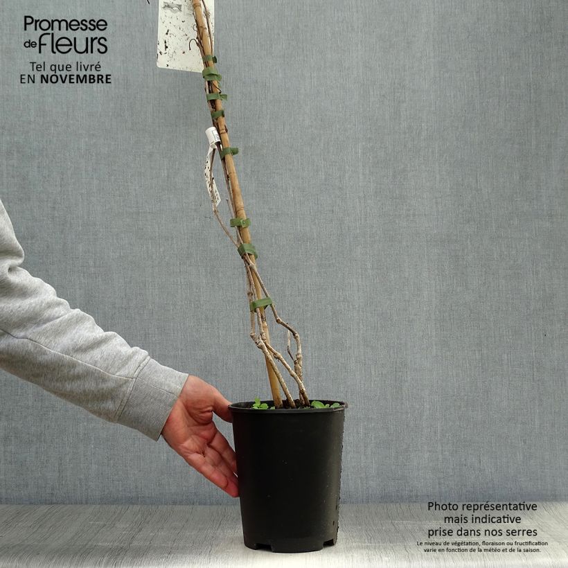 Exemplar von Vigne vierge - Parthenocissus quinquefolia Pot de 2L/3L wie im Herbst geliefert