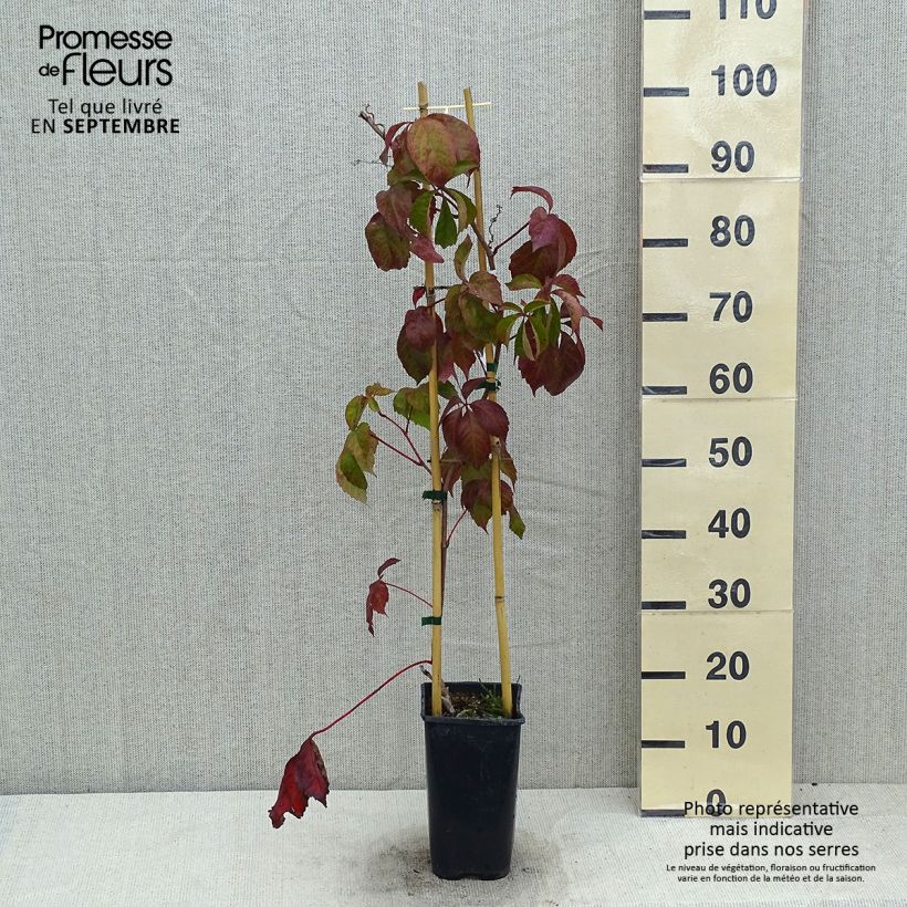 Exemplar von Wilder Wein Red wall Troki - Parthenocissus quinquefolia Topf mit 2L/3L wie im Sommer geliefert