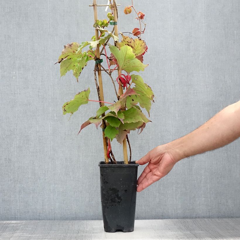Exemplar von Kletterwein Veitchii Robusta - Parthenocissus tricuspidata Topf mit 2L/3L wie im Sommer geliefert