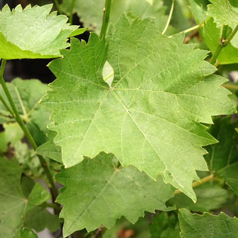 Weinrebe Phoenix (Foliage)