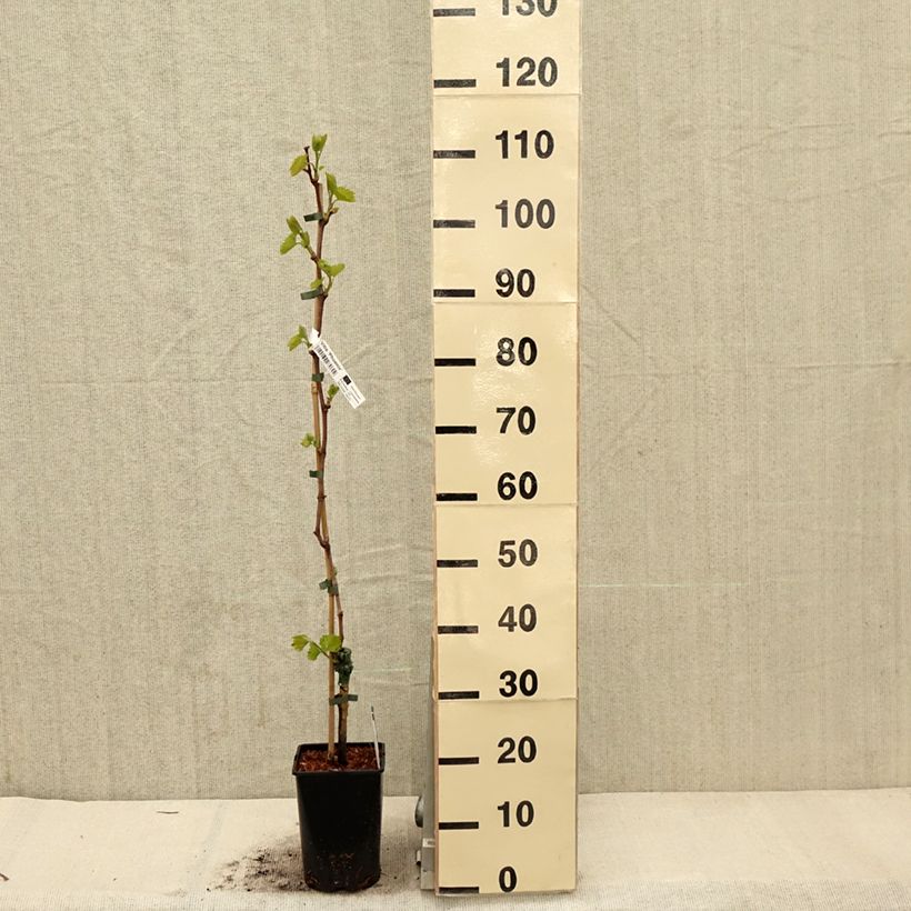 Example of Weinrebe Phoenix Topf mit 2L/3L as you get in printemps