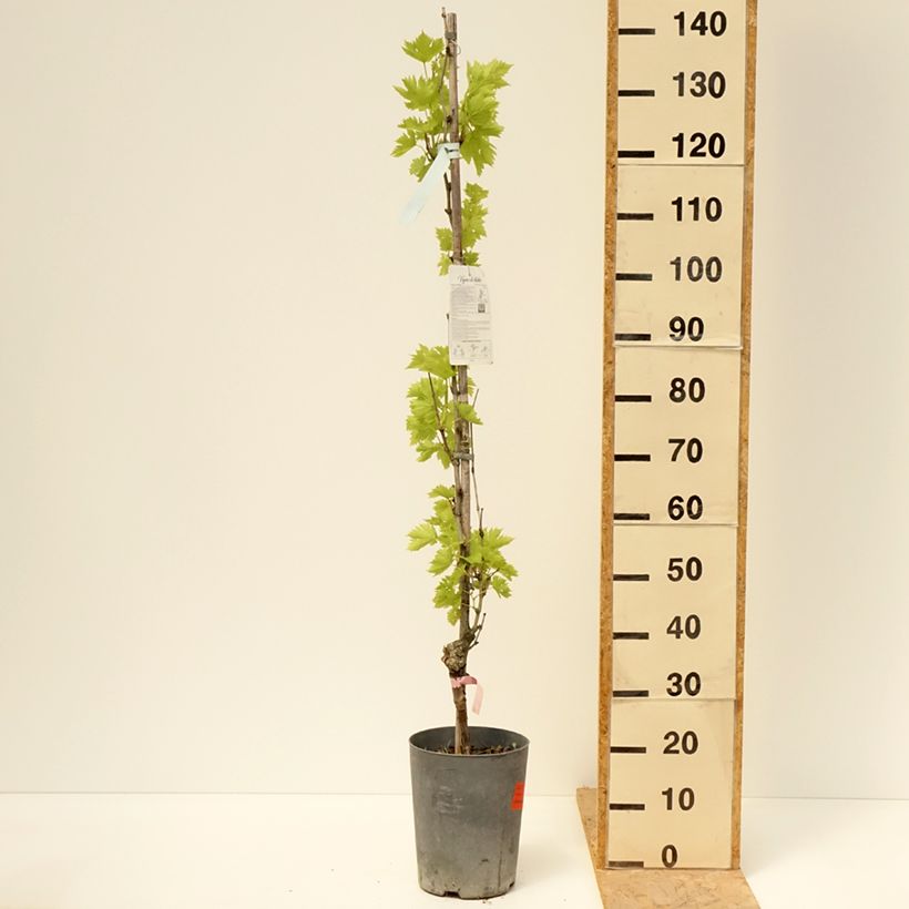 Exemplar von Weinrebe Argentina (GARGIULO 130387) Topf mit 4L/5L wie im Frühjahr geliefert