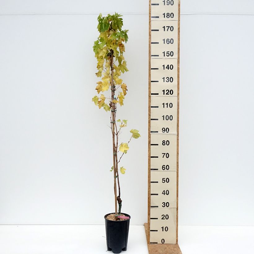 Exemplar von Weinrebe Miss Pink Topf mit 4L/5L wie im Herbst geliefert