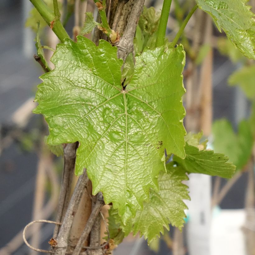 Weinrebe Muscat Bleu ZPd4 (Foliage)