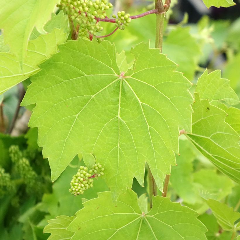 Weinrebe Vroege Van Der Laan (Foliage)