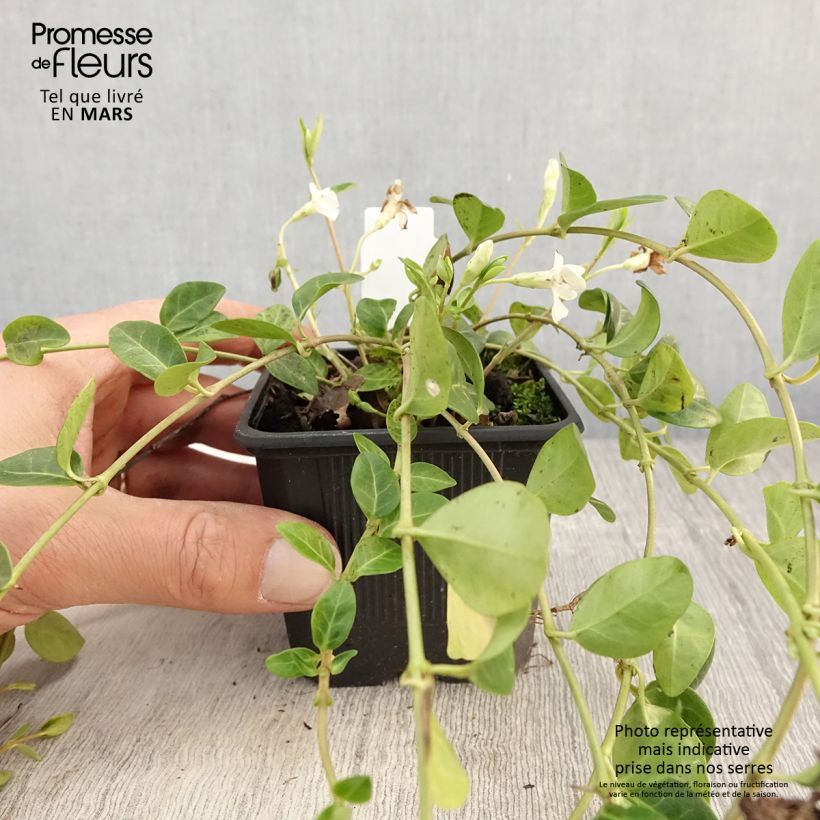 Example of Kleines Immergrün Alba - Vinca minor Kleine Töpfe von 8/9 cm as you get in printemps