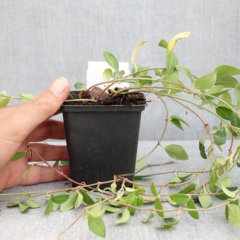Exemplar von Kleines Immergrün Atropurpurea - Vinca minor Kleine Töpfe von 8/9 cm wie im Sommer geliefert