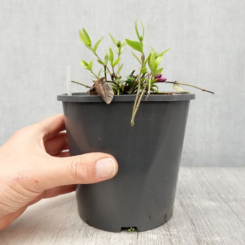 Exemplar von Kleines Immergrün Atropurpurea - Vinca minor Topf mit 2L/3L wie im Frühjahr geliefert