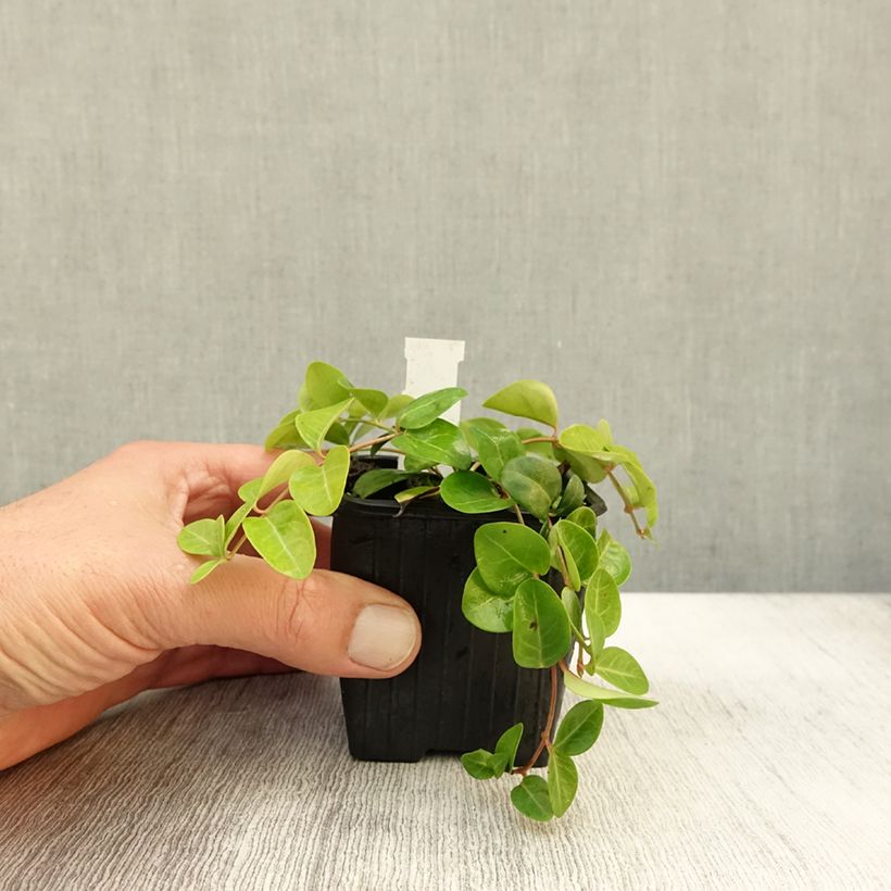 Exemplar von Vinca minor Grüner Teppich - Petite pervenche Green Carpet Godet de 8/9 cm wie im Herbst geliefert