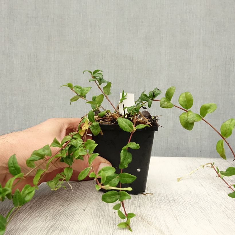 Exemplar von Kleines Immergrün Multiplex - Vinca minor Kleine Töpfe von 8/9 cm wie im Herbst geliefert