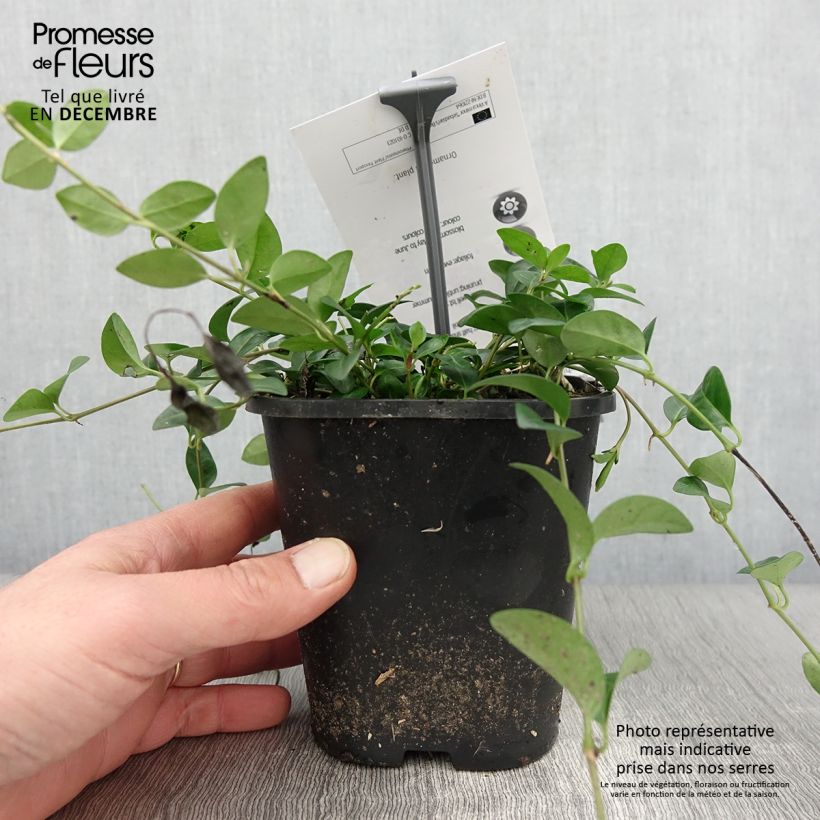 Exemplar von Vinca minor Sebastian s Beste - Trio de petites pervenches Pot de 2L/3L wie im Herbst geliefert
