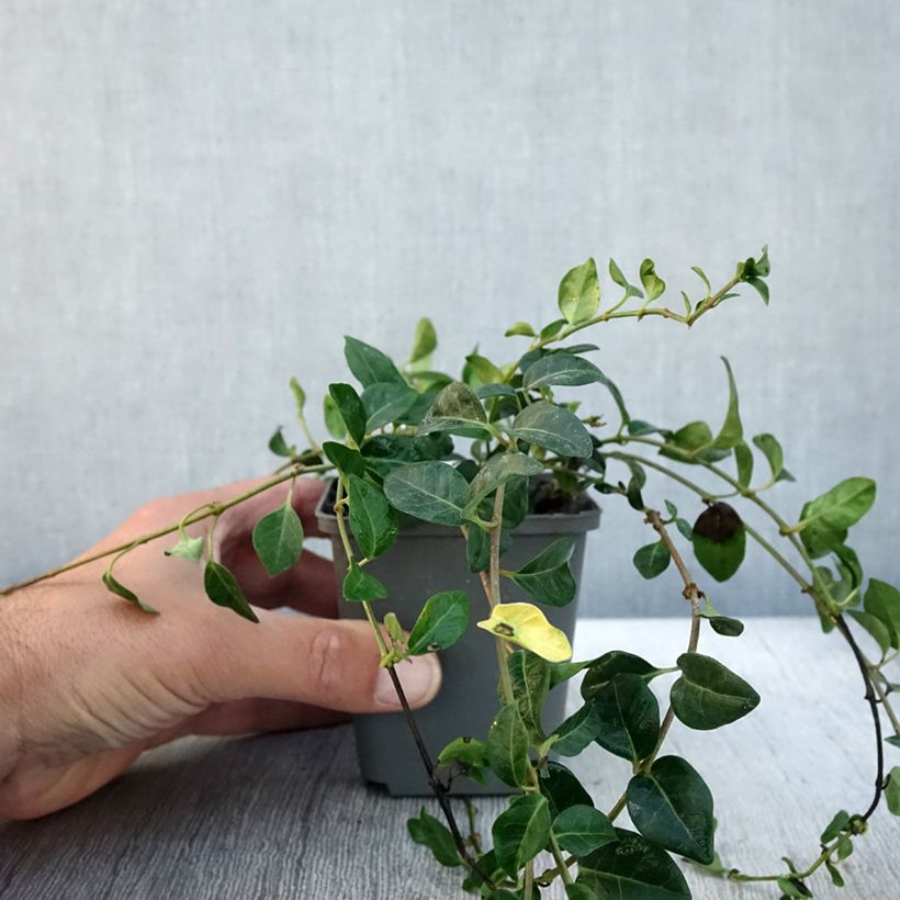 Exemplar von Vinca minor Valentin - Petite Pervenche Godet de 8/9 cm wie im Herbst geliefert