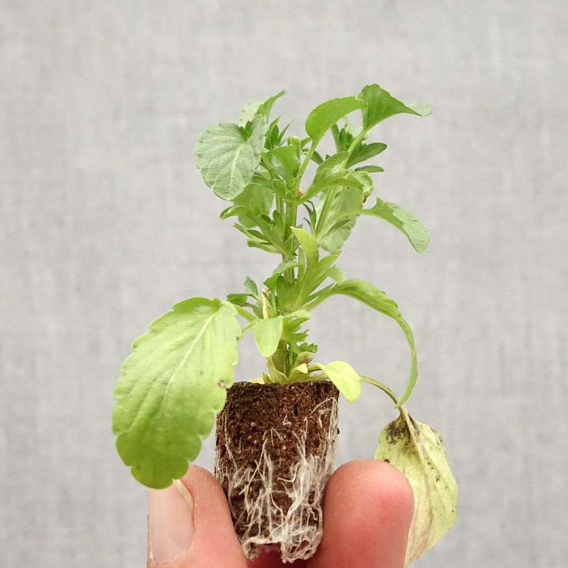 Exemplar von Stiefmütterchen Blue Moon Mini-Plug Ø 1,5/2,5 cm wie im Herbst geliefert