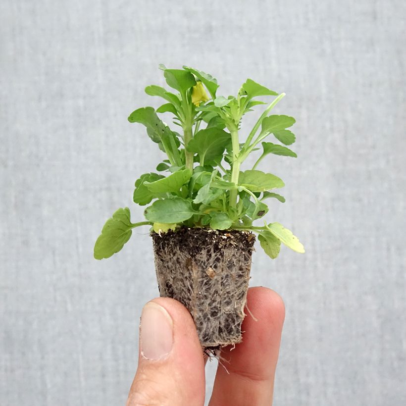 Exemplar von Horn-Veilchen F1 Sorbet XP Autumn Select Jardi-Plug: Wurzelballen 3,8 cm x 3,2 cm in Anzuchtplatte à 15 Stück. wie im Herbst geliefert