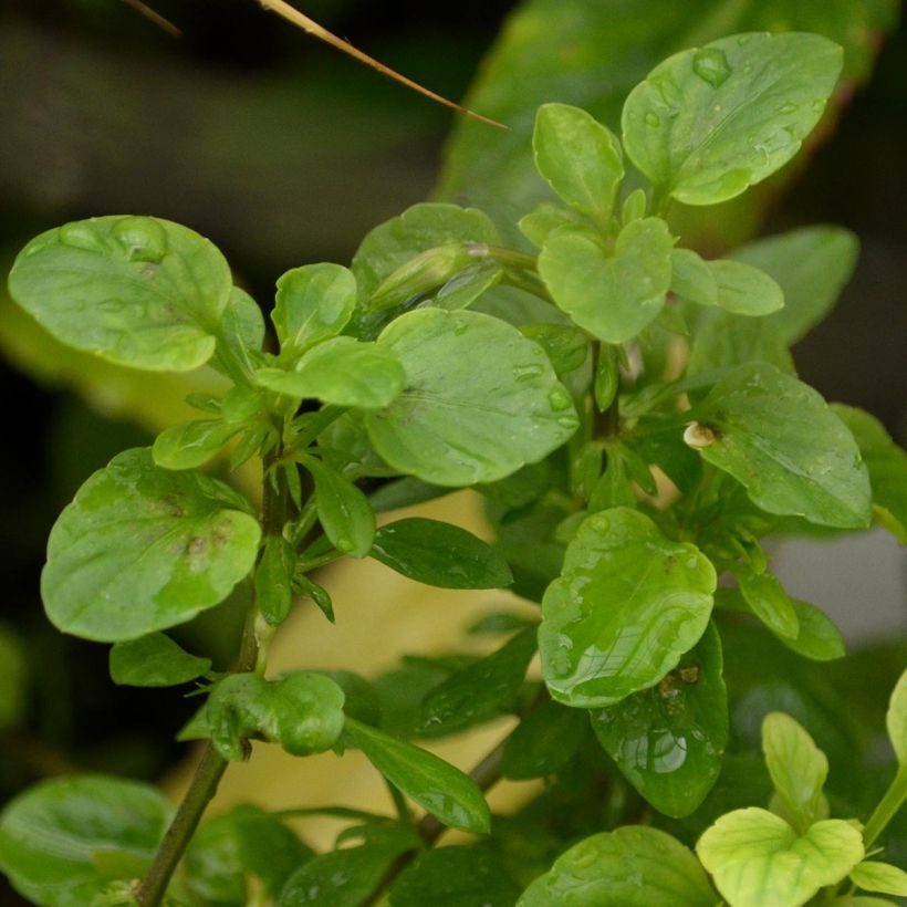 Horn-Veilchen Molly Sanderson (Foliage)