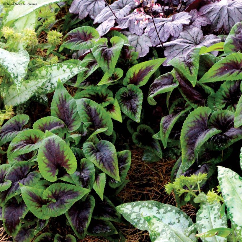 Viola koreana Heartthrob - Koreanisches Veilchen (Wuchs)