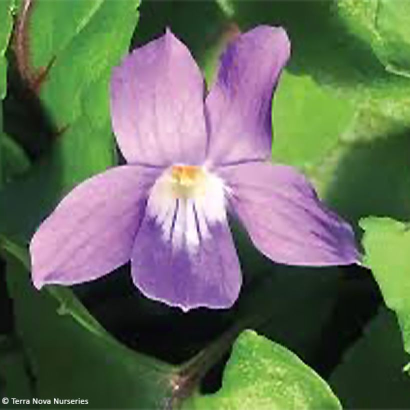 Viola koreana Heartthrob - Koreanisches Veilchen (Blüte)