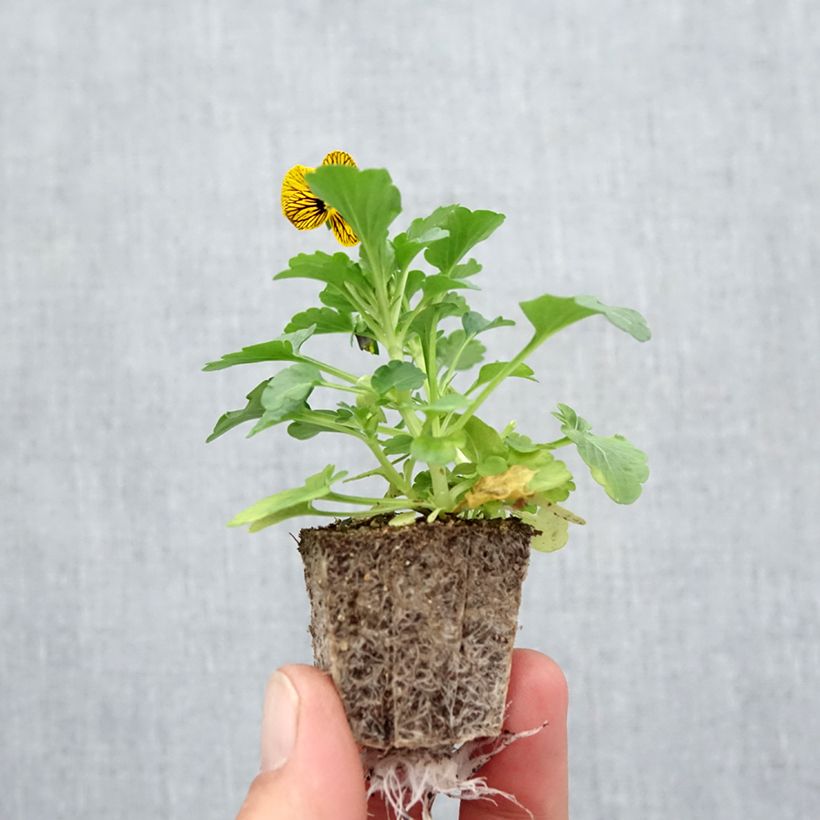 Exemplar von Horn-Veilchen Butterfly Tiger Eyes Jardi-Plug: Wurzelballen 3,8 cm x 3,2 cm in Anzuchtplatte à 15 Stück. wie im Herbst geliefert