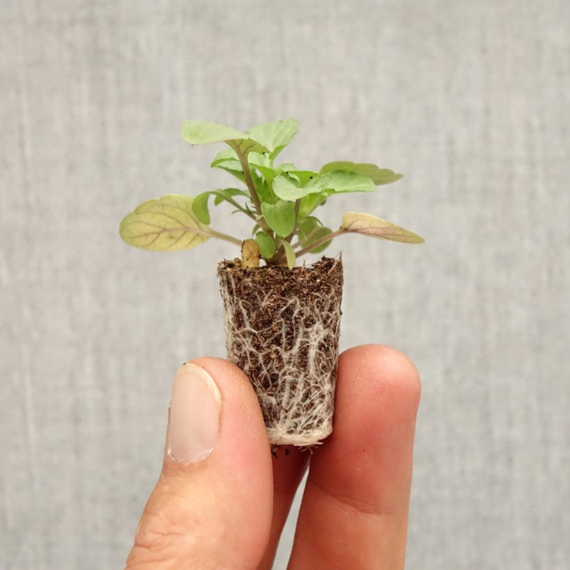 Exemplar von Horn-Veilchen Sorbet Xp Pink Halo Mini-Plug Ø 1,5/2,5 cm wie im Herbst geliefert