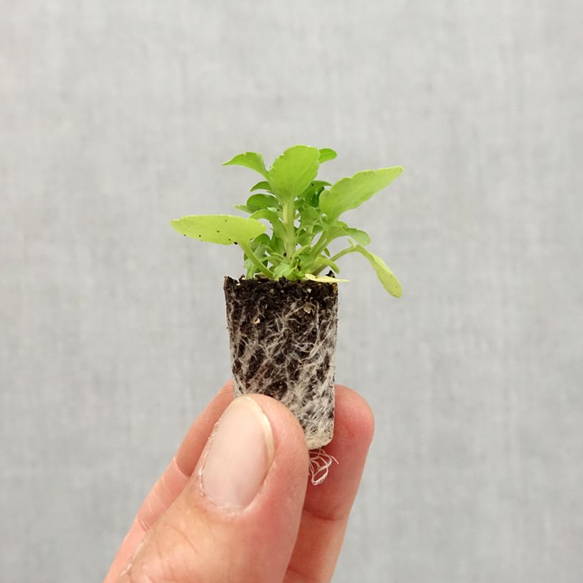 Exemplar von Horn-Veilchen Sorbet Xp Raspberry Mini-Plug Ø 1,5/2,5 cm wie im Herbst geliefert