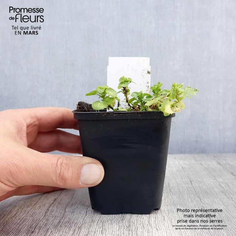 Exemplar von Horn-Veilchen Wisley White Kleine Töpfe von 8/9 cm wie im Frühjahr geliefert