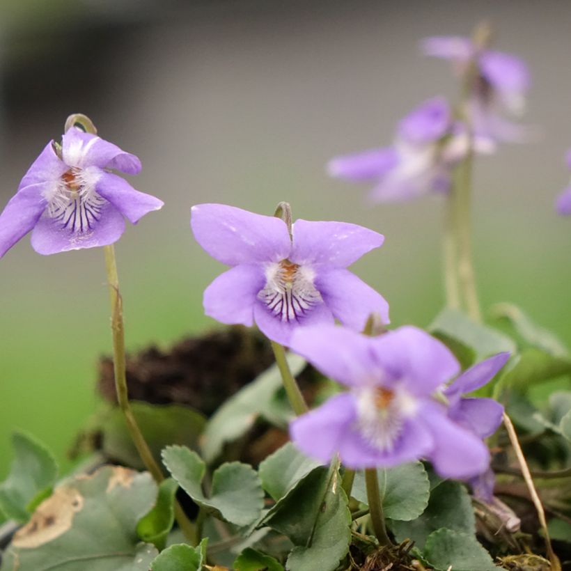 Viola reichenbachiana - Reichenbachs Veilchen (Blüte)