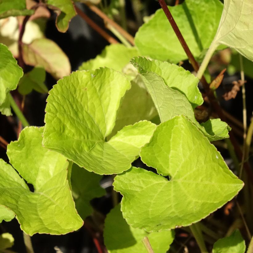 Viola odorata Mrs Pinehurst - März-Veilchen (Foliage)
