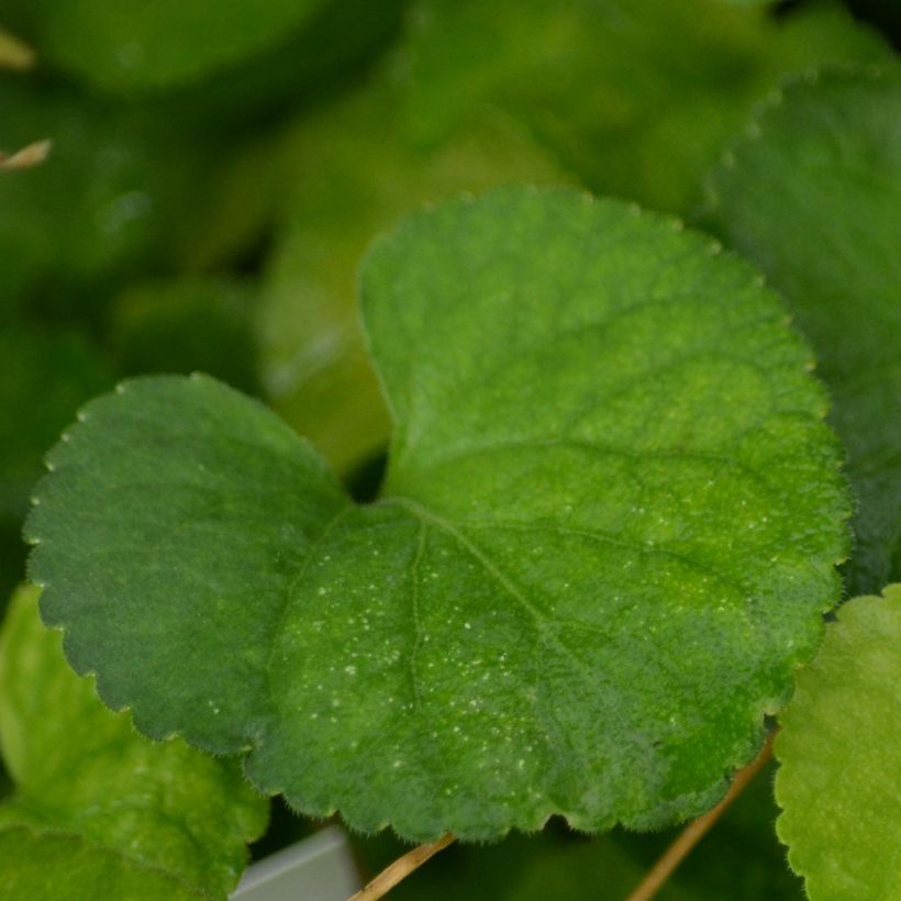 Viola odorata Alba - März-Veilchen (Foliage)
