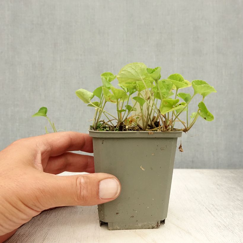 Exemplar von Viola odorata Alba - März-Veilchen Kleine Töpfe von 8/9 cm wie im Sommer geliefert