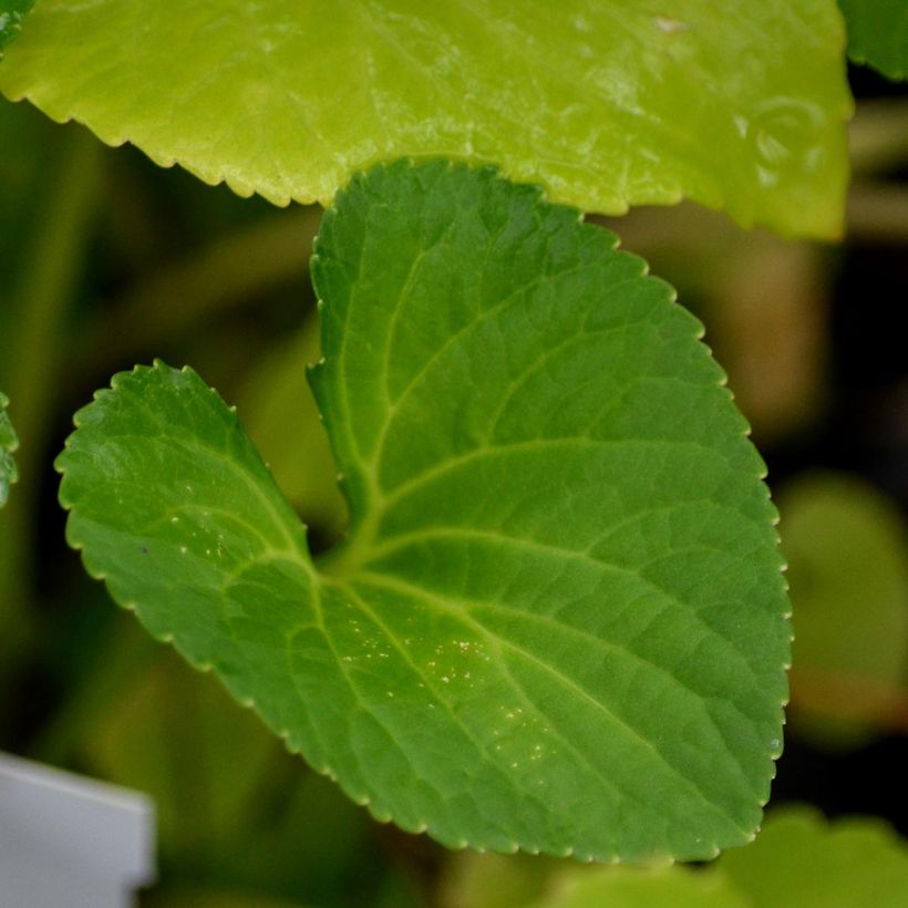Viola sororia Freckles - Pfingst-Veilchen (Foliage)