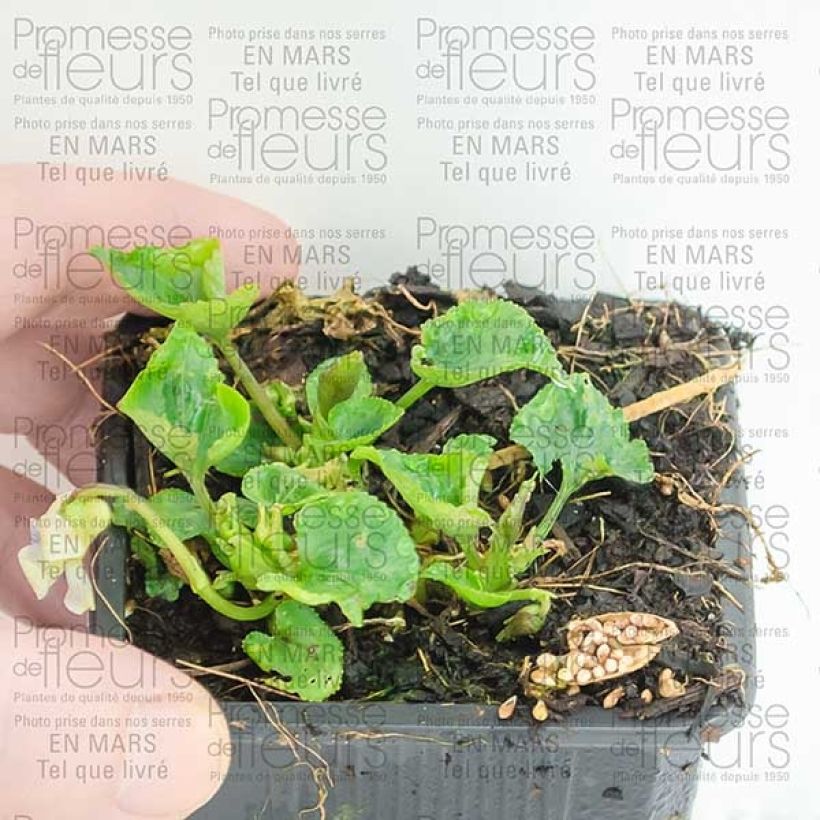 Beispiel eines Exemplars von Viola sororia Priceana - Pfingst-Veilchen Kleine Töpfe von 8/9 cm wie geliefert