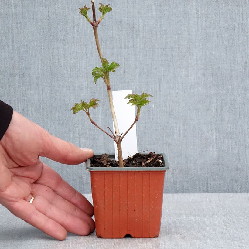 Example of Gewöhnlicher Schneeball Roseum - Viburnum opulus Kleine Töpfe von 8/9 cm as you get in printemps