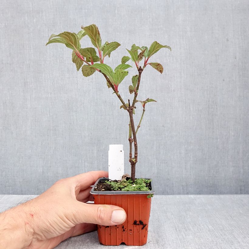 Example of Bodnant-Winterschneeball Charles Lamont - Viburnum bodnantense Kleine Töpfe von 8/9 cm as you get in automne