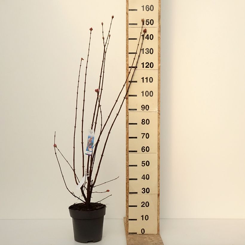 Exemplar von Viorne d'hiver - Viburnum bodnantense Dawn Pot de 7,5L/10L wie im Winter geliefert