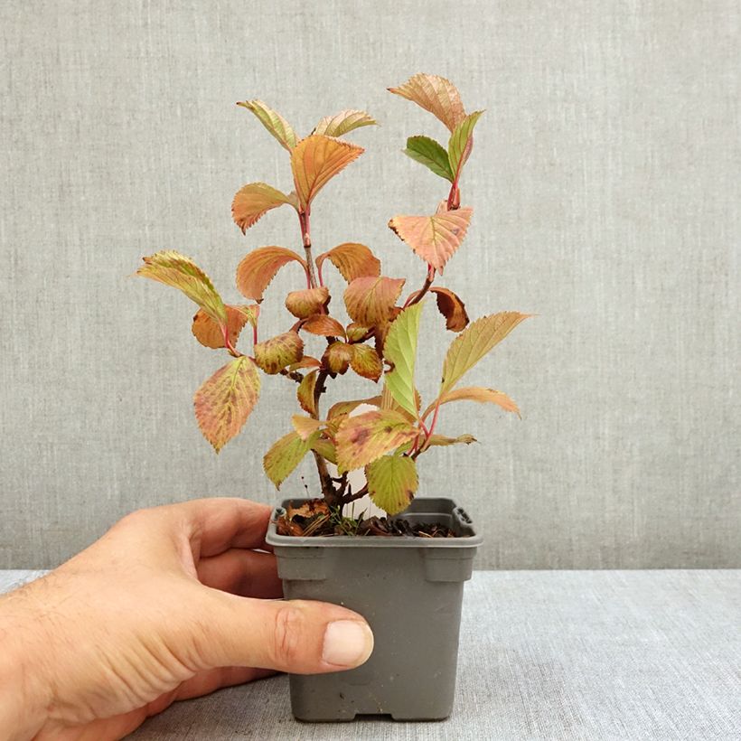 Exemplar von Farrers Schneeball - Viburnum farreri Kleine Töpfe von 8/9 cm wie im Sommer geliefert
