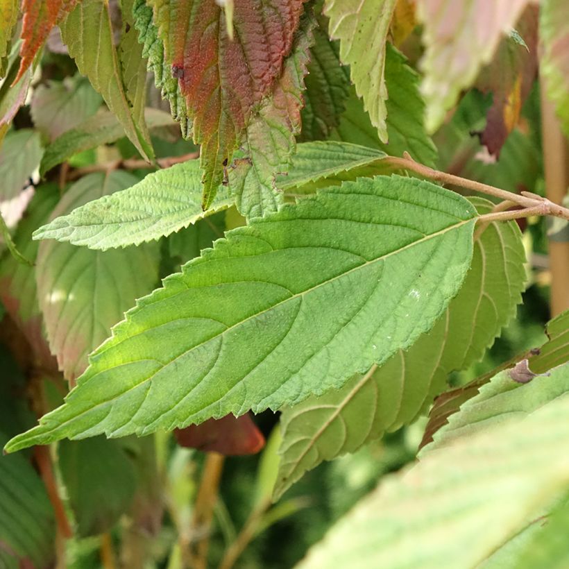 Japanischer Schneeball f. tomentosum Cascade - Viburnum plicatum (Foliage)
