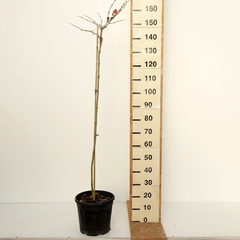 Exemplar von Japanischer Schneeball f. tomentosum Cascade - Viburnum plicatum Topf mit 12L/15L, Stamm wie im Herbst geliefert