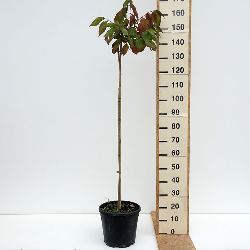Exemplar von Japanischer Schneeball f. tomentosum Cascade - Viburnum plicatum Topf mit 12L/15L, Stamm wie im Sommer geliefert