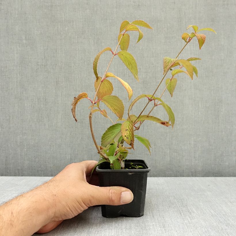 Exemplar von Japanischer Schneeball Kilimanjaro Sunrise - Viburnum plicatum Kleine Töpfe von 8/9 cm wie im Sommer geliefert