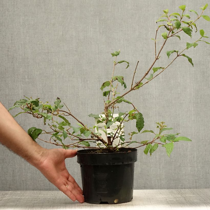 Exemplar von Japanischer Schneeball Kilimanjaro Sunrise - Viburnum plicatum Topf mit 2L/3L wie im Sommer geliefert
