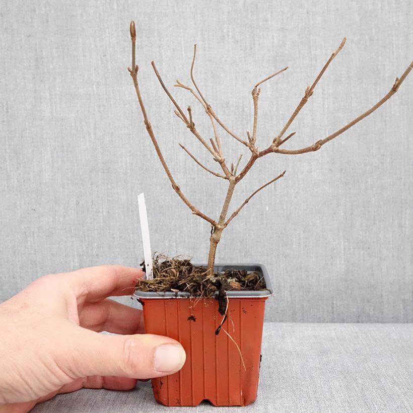 Exemplar von Japanischer Schneeball Mariesii - Viburnum plicatum Kleine Töpfe von 8/9 cm wie im Winter geliefert