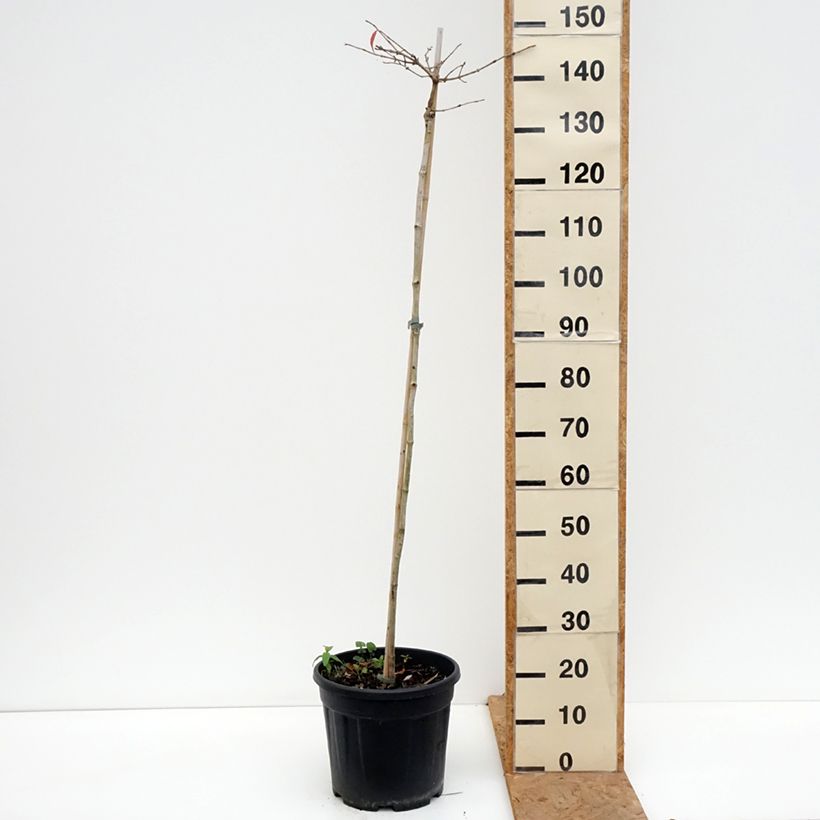 Exemplar von Japanischer Schneeball Mariesii - Viburnum plicatum Topf mit 12L/15L, Stamm wie im Herbst geliefert