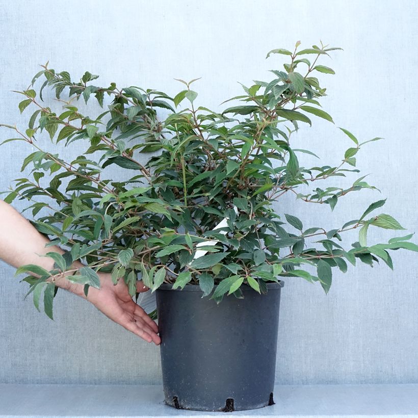 Exemplar von Japanischer Schneeball Molly Schroeder - Viburnum plicatum f. tomentosum Topf mit 7,5L/10L wie im Sommer geliefert