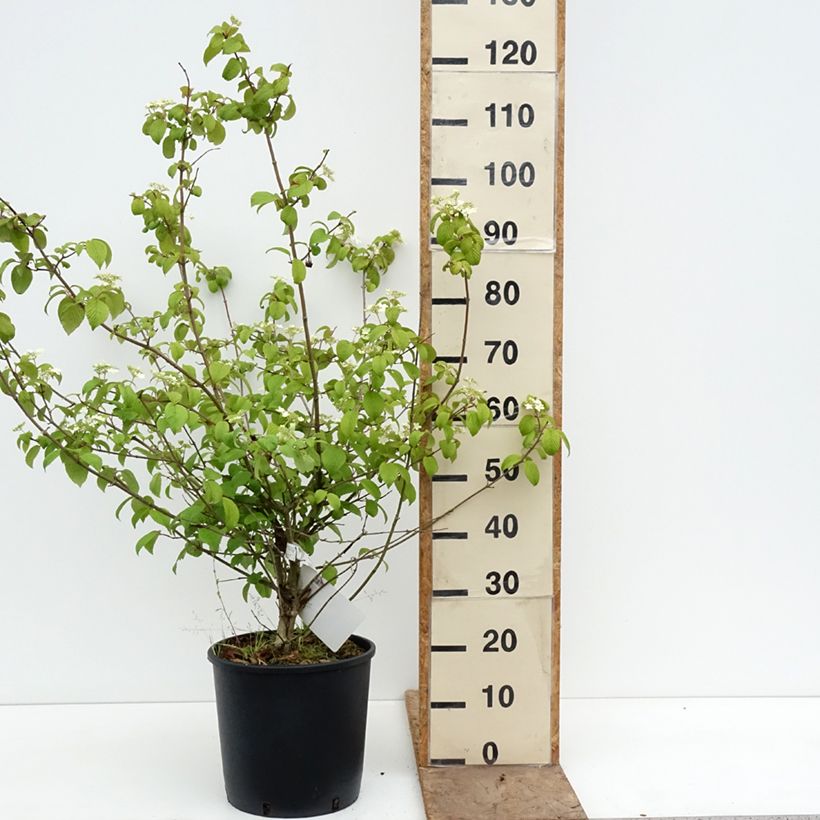 Exemplar von Japanischer Schneeball Shasta - Viburnum plicatum mariesii Topf mit 12L/15L wie im Frühjahr geliefert