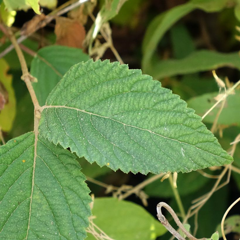 Japanischer Schneeball Tomentosum - Viburnum plicatum (Foliage)